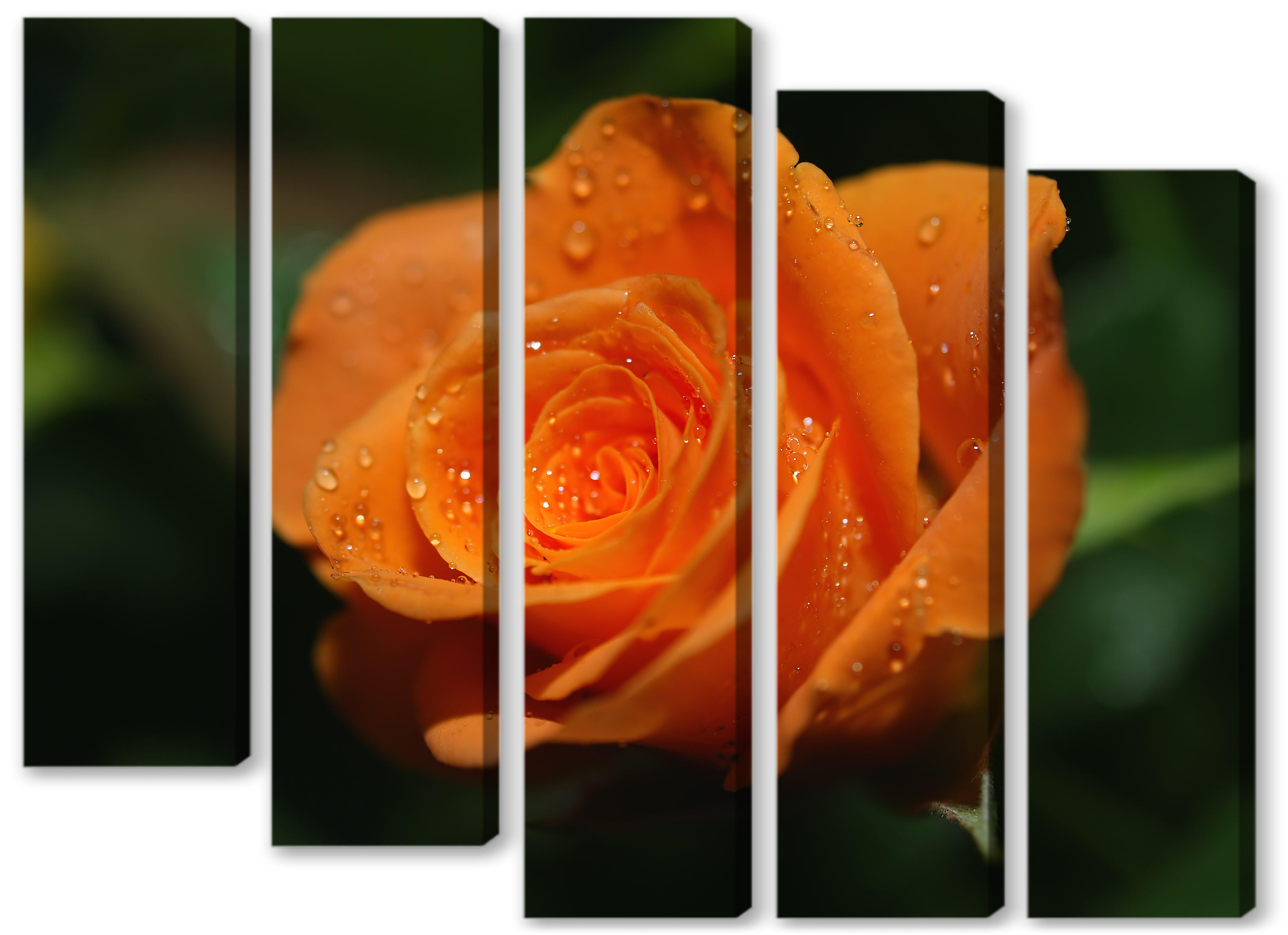 Модульная картина - Оранжевая роза 
