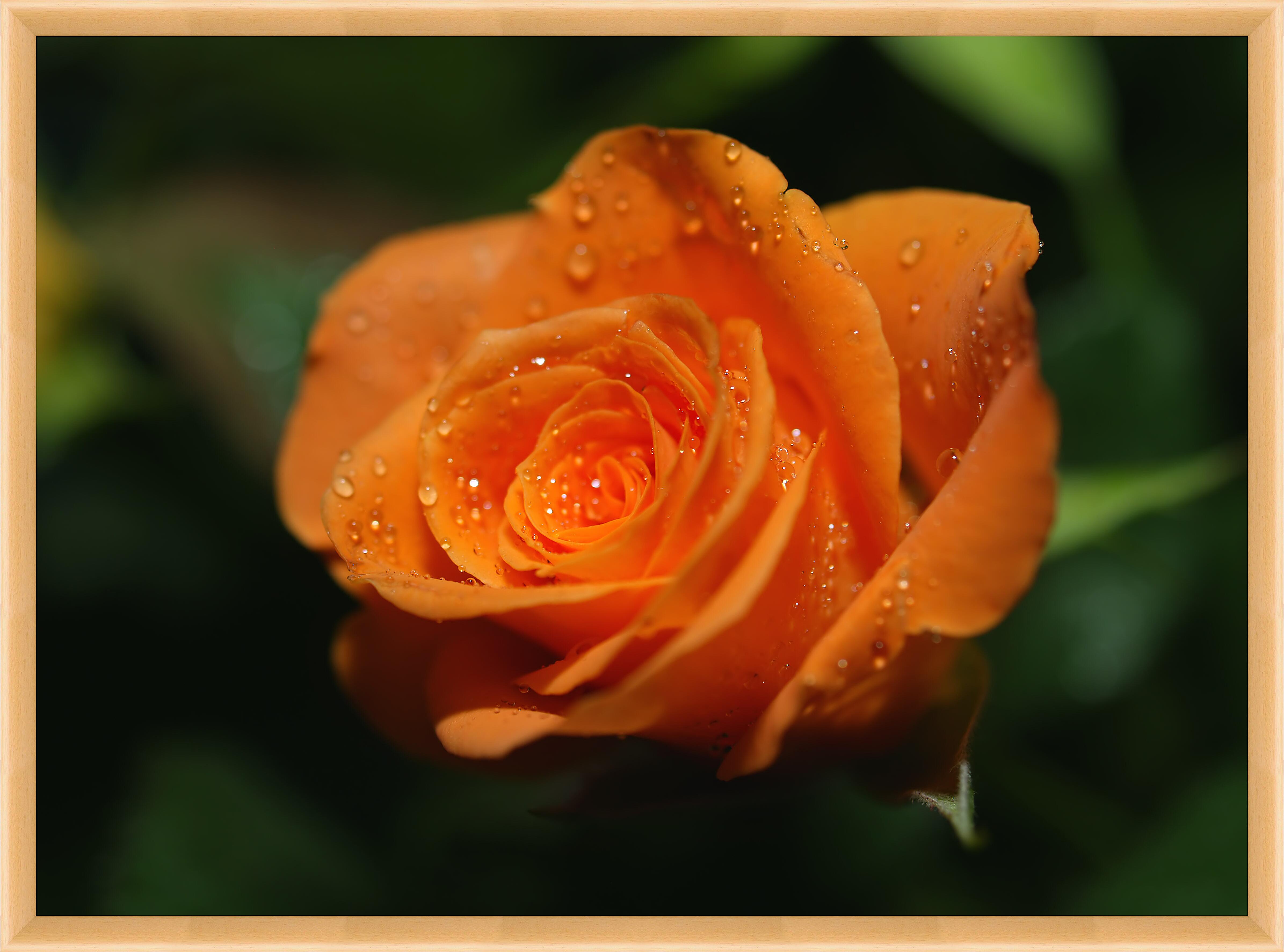 Картина - Оранжевая роза 
