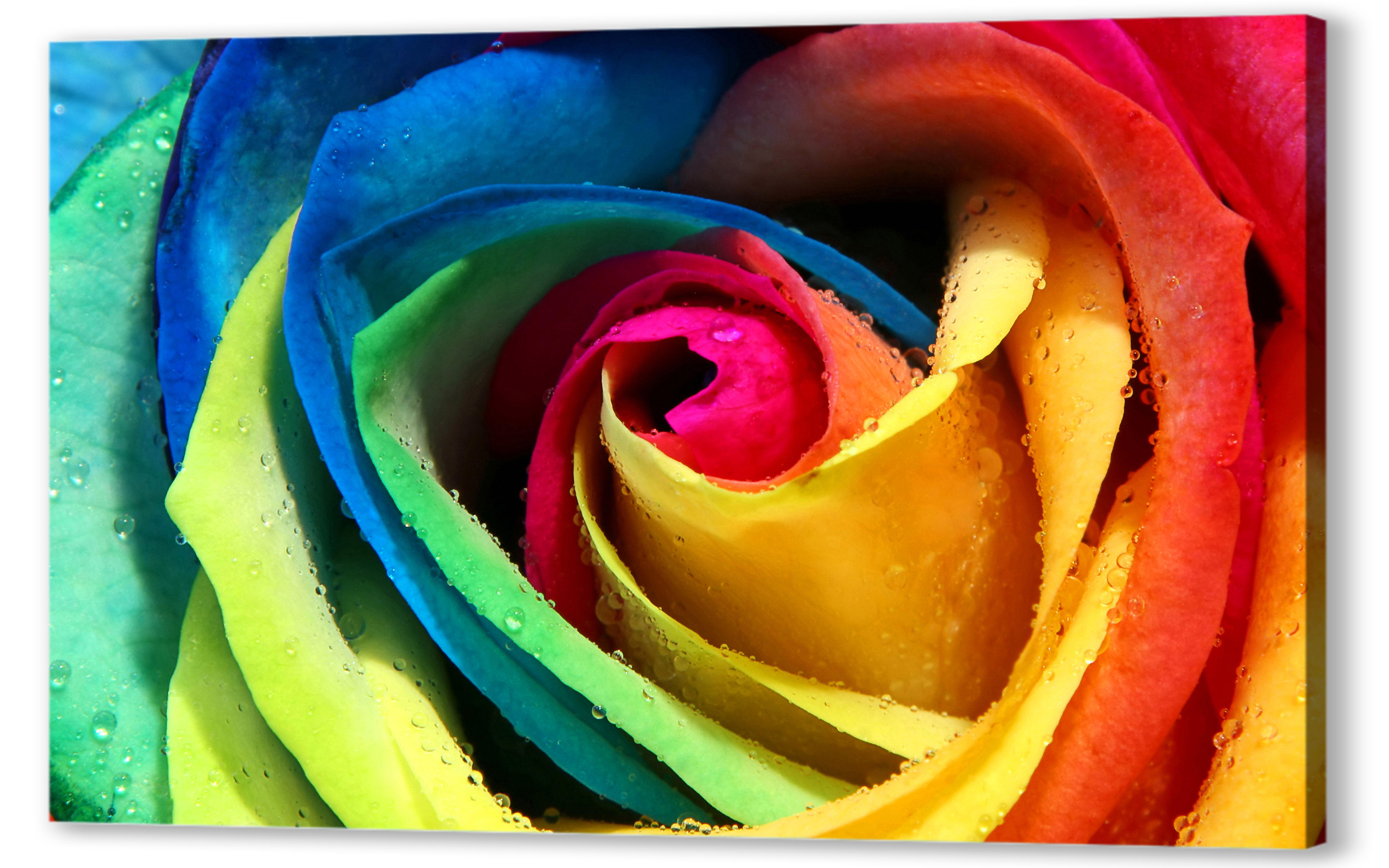 Постер (плакат) - Разноцветная роза 
