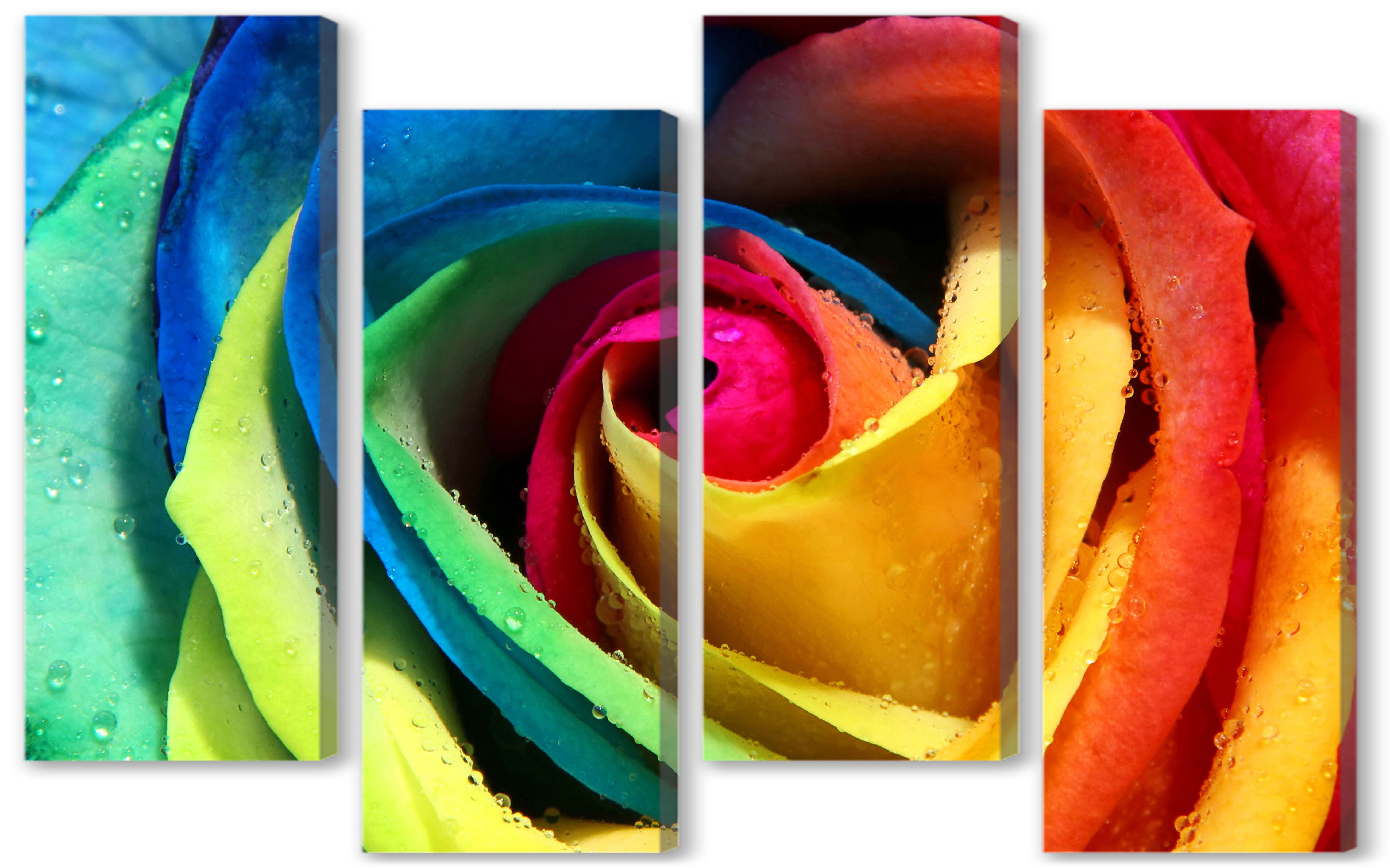 Модульная картина - Разноцветная роза 
