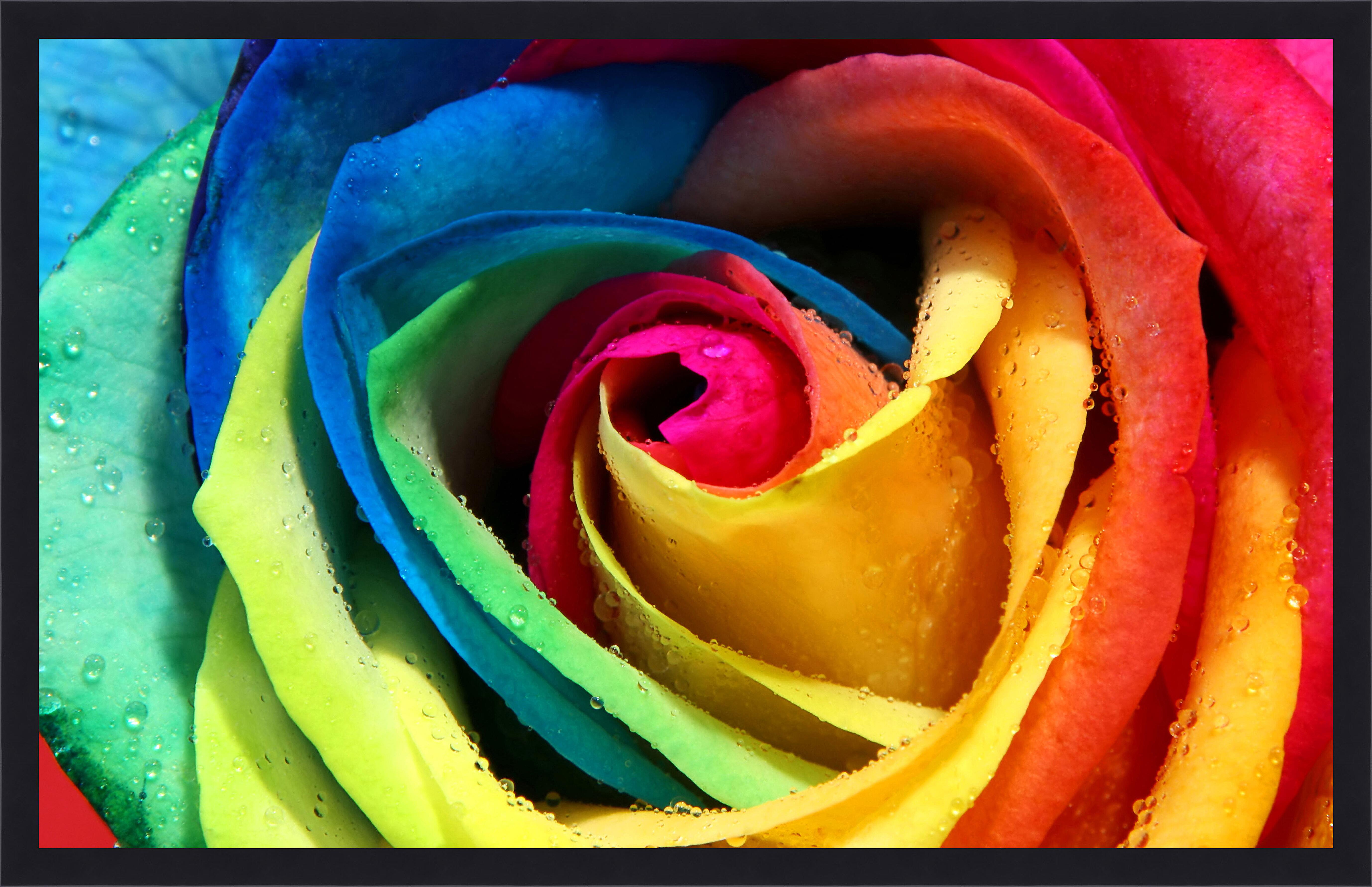 Картина - Разноцветная роза 
