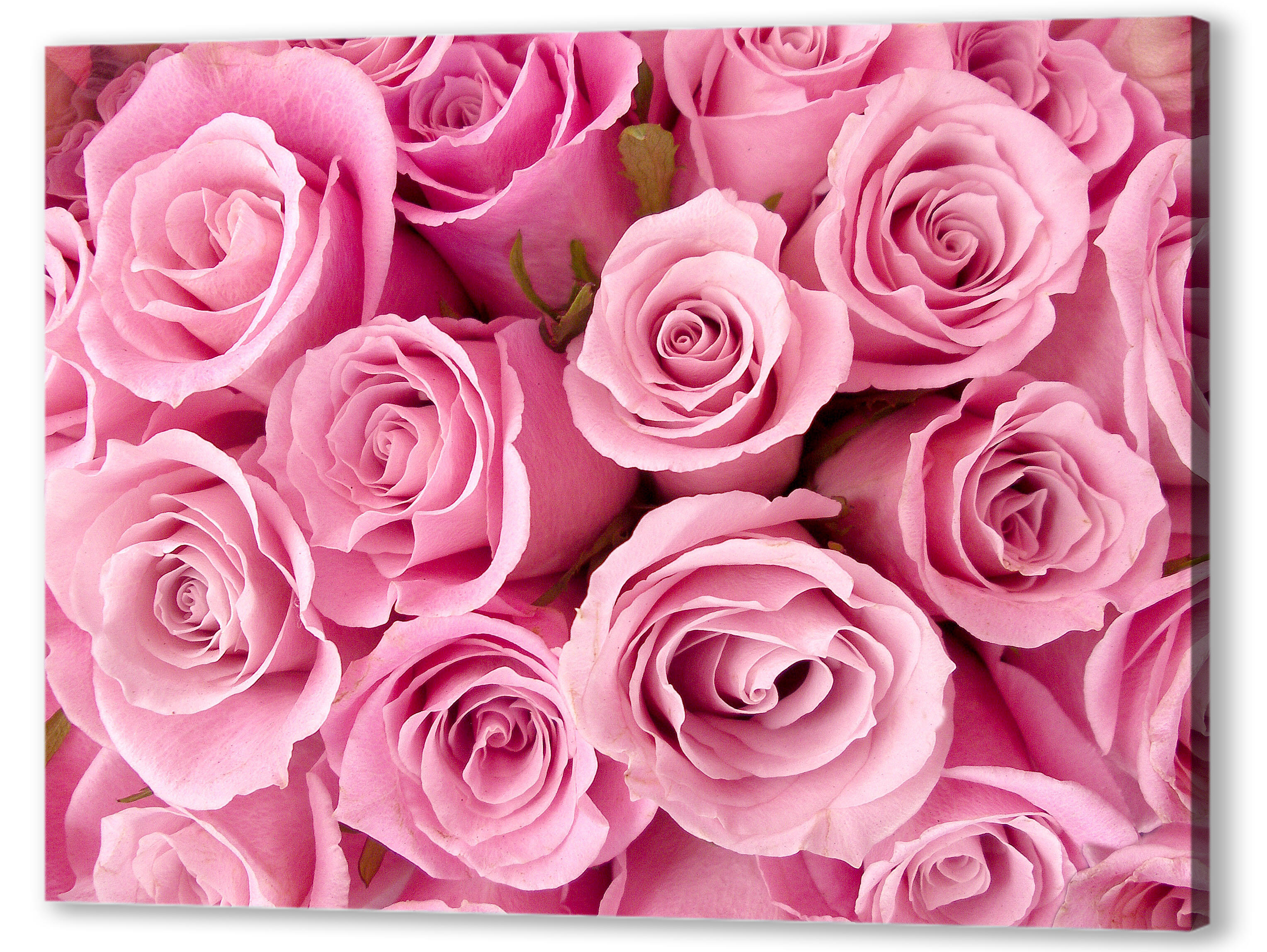 Постер (плакат) - Букет розовых роз 
