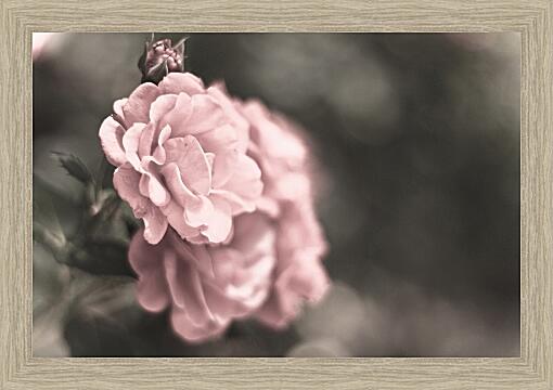 Картина - Нежно-розовая роза