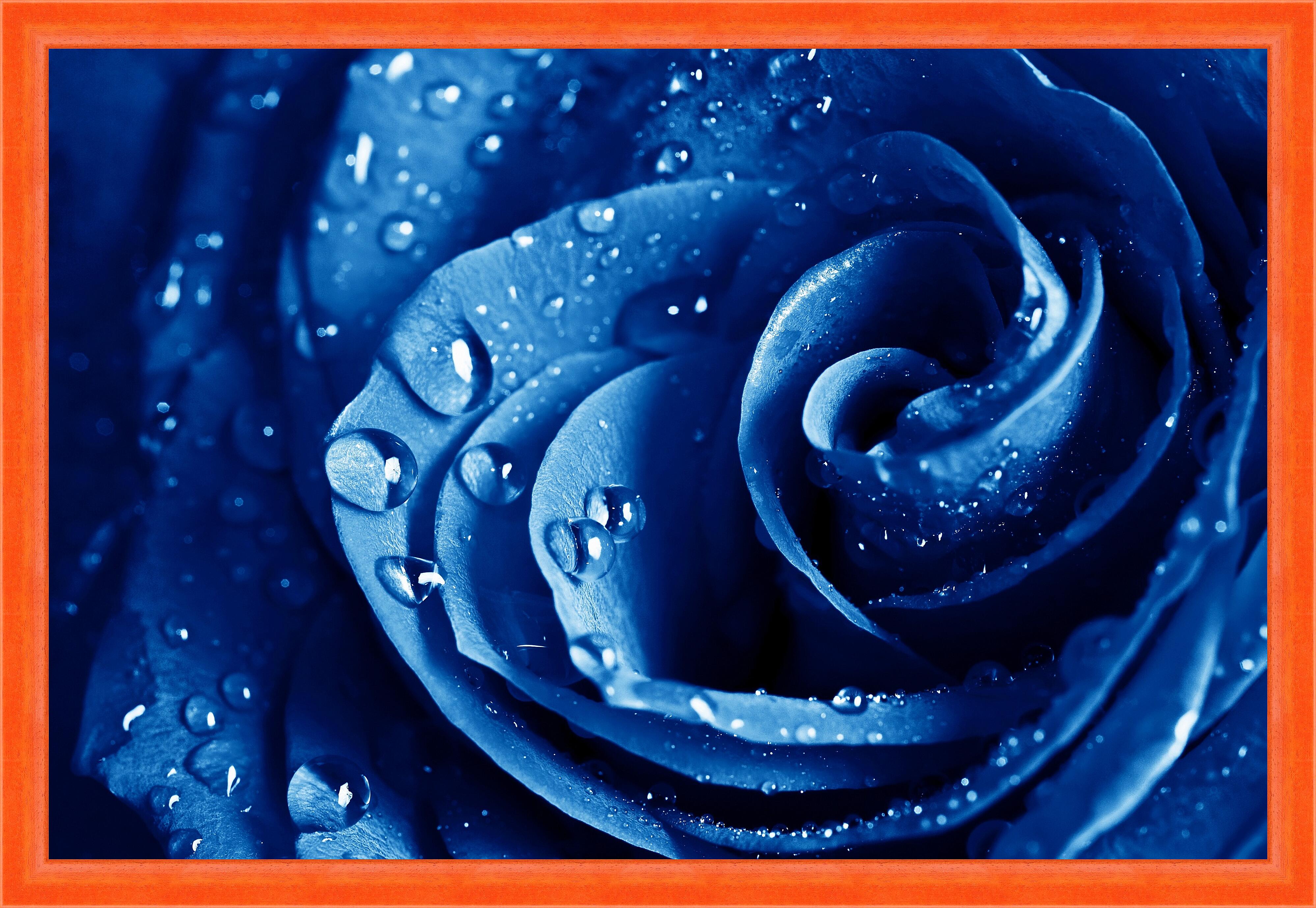 Картина - Синяя роза 
