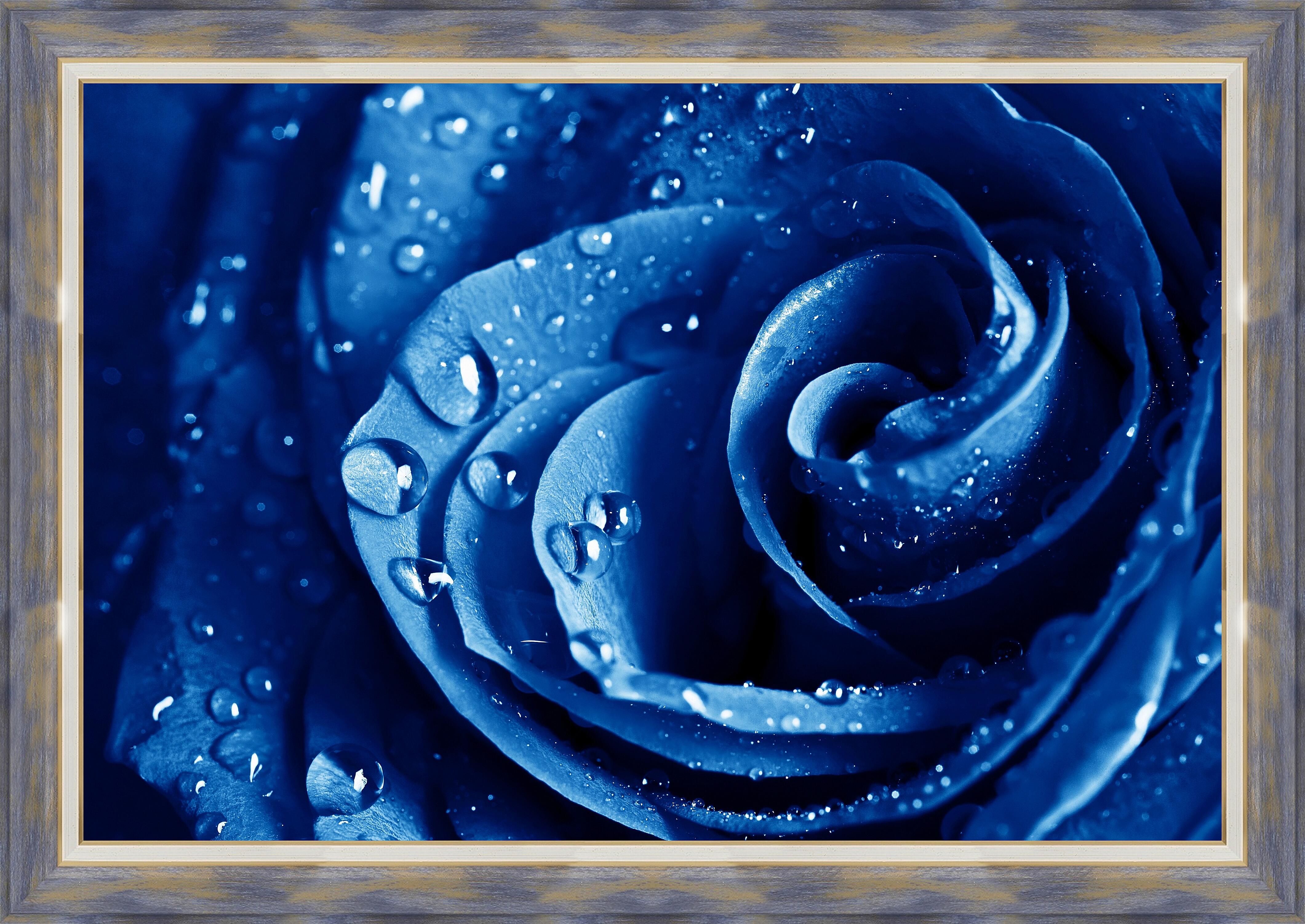 Картина - Синяя роза 
