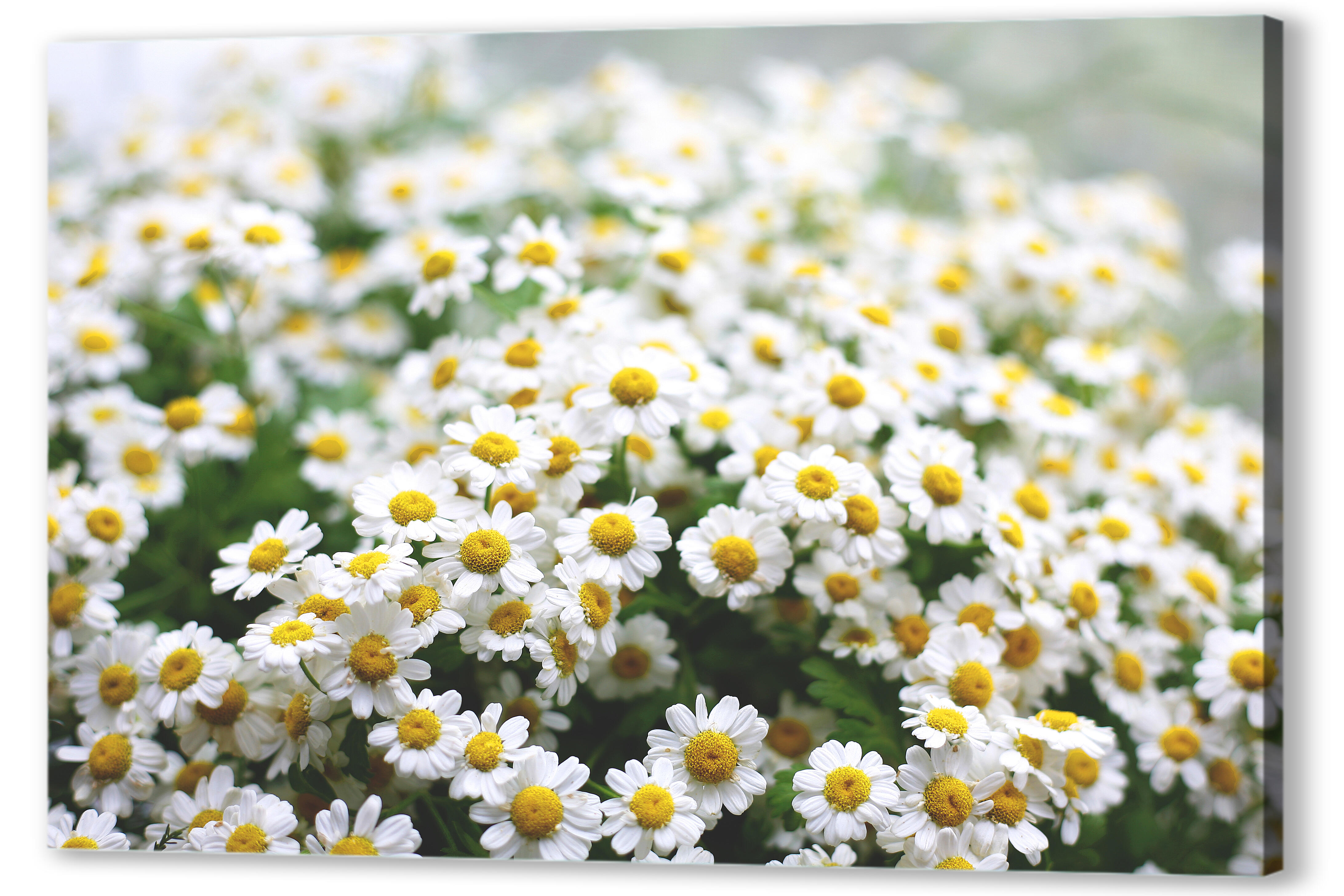 Мойчечак Гули. Ромашки Дейзи Флауэр. Ромашка мелкая Полевая. Ромашка многоцветковая