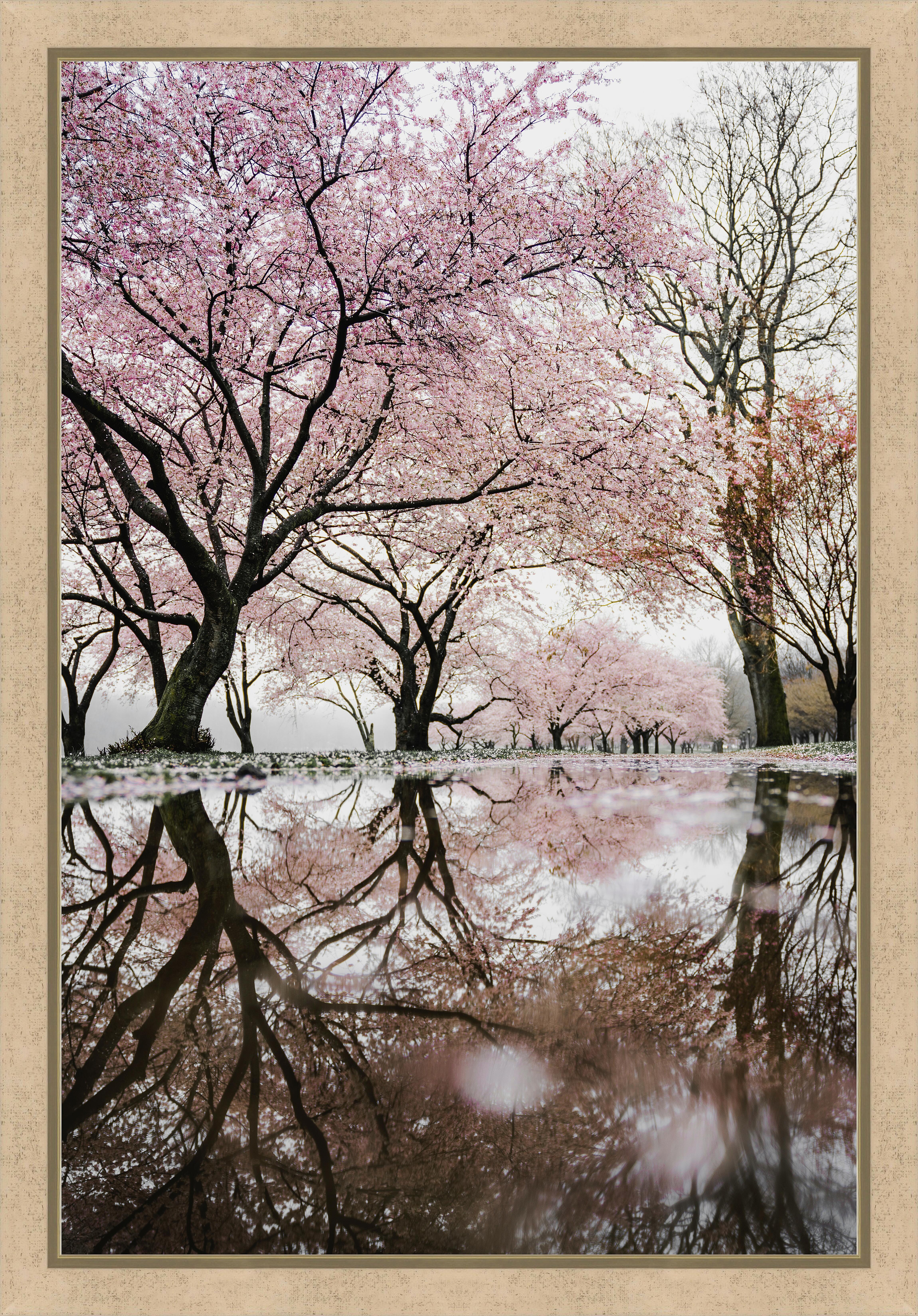 Картина - Сакура у пруда 
