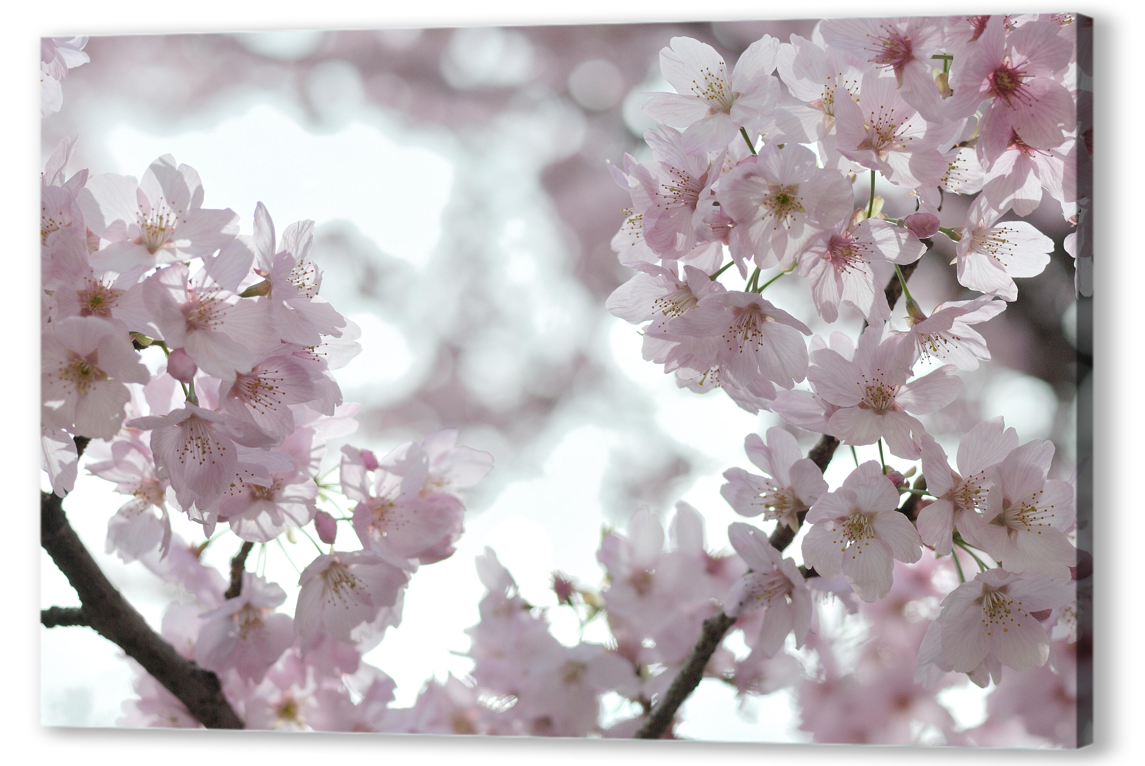 Картина маслом - Сакура в цвету 
