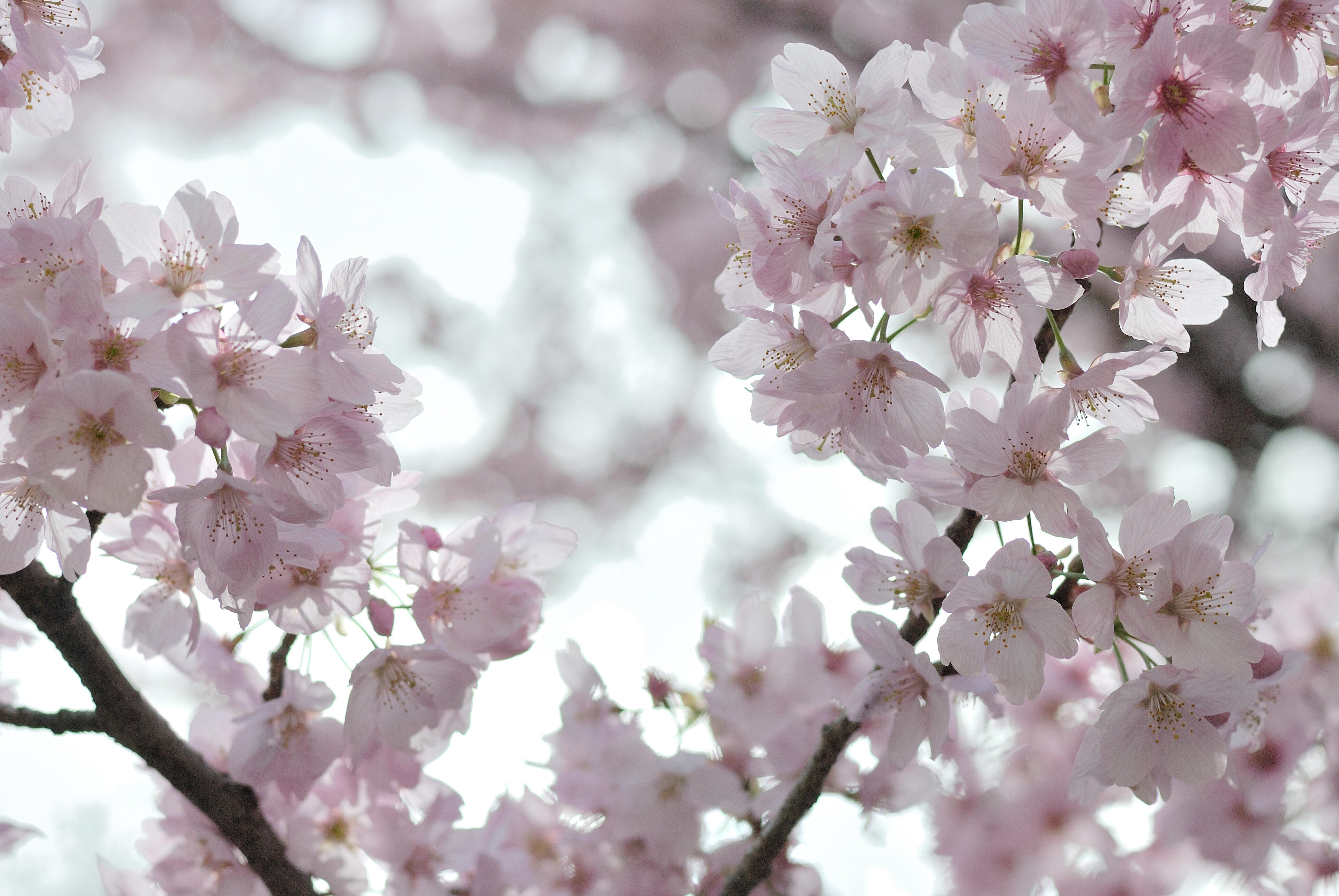 Blossom цветы. Сакура вишня. Сакура черри блоссом. Черри блоссом цветок. Яблоня черри блоссом.