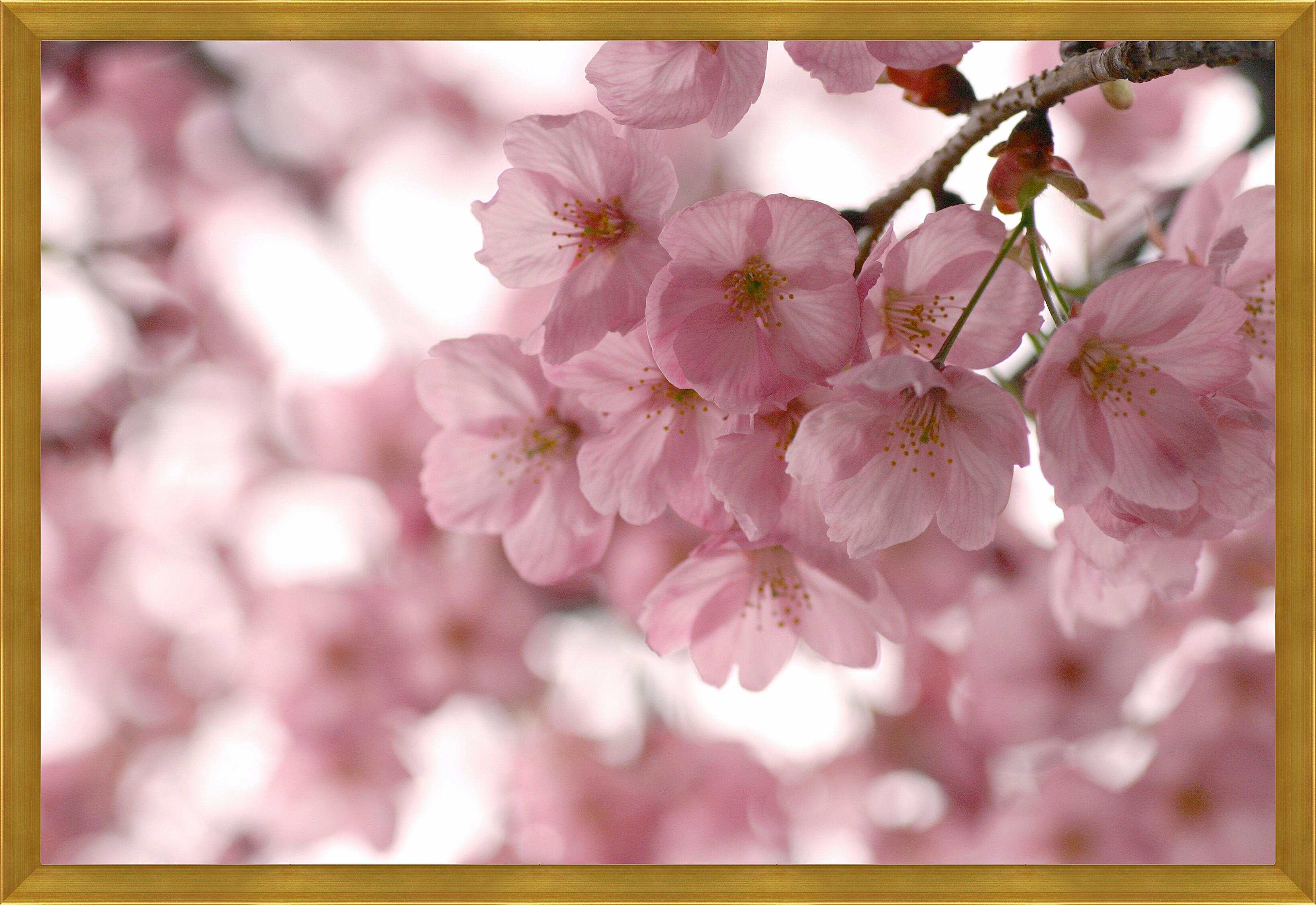Bahor gullari. Цветы Сакуры. Розовые цветы. Нежные весенние цветы.