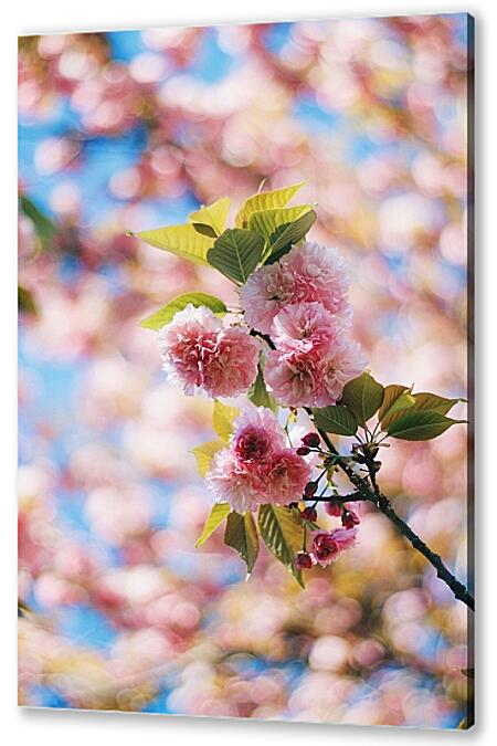 Картина маслом - Сакура цветет