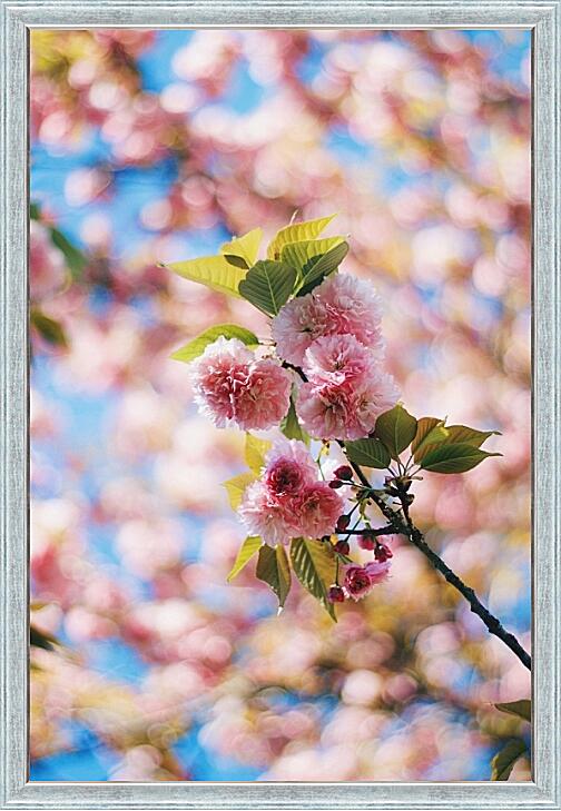 Картина - Сакура цветет