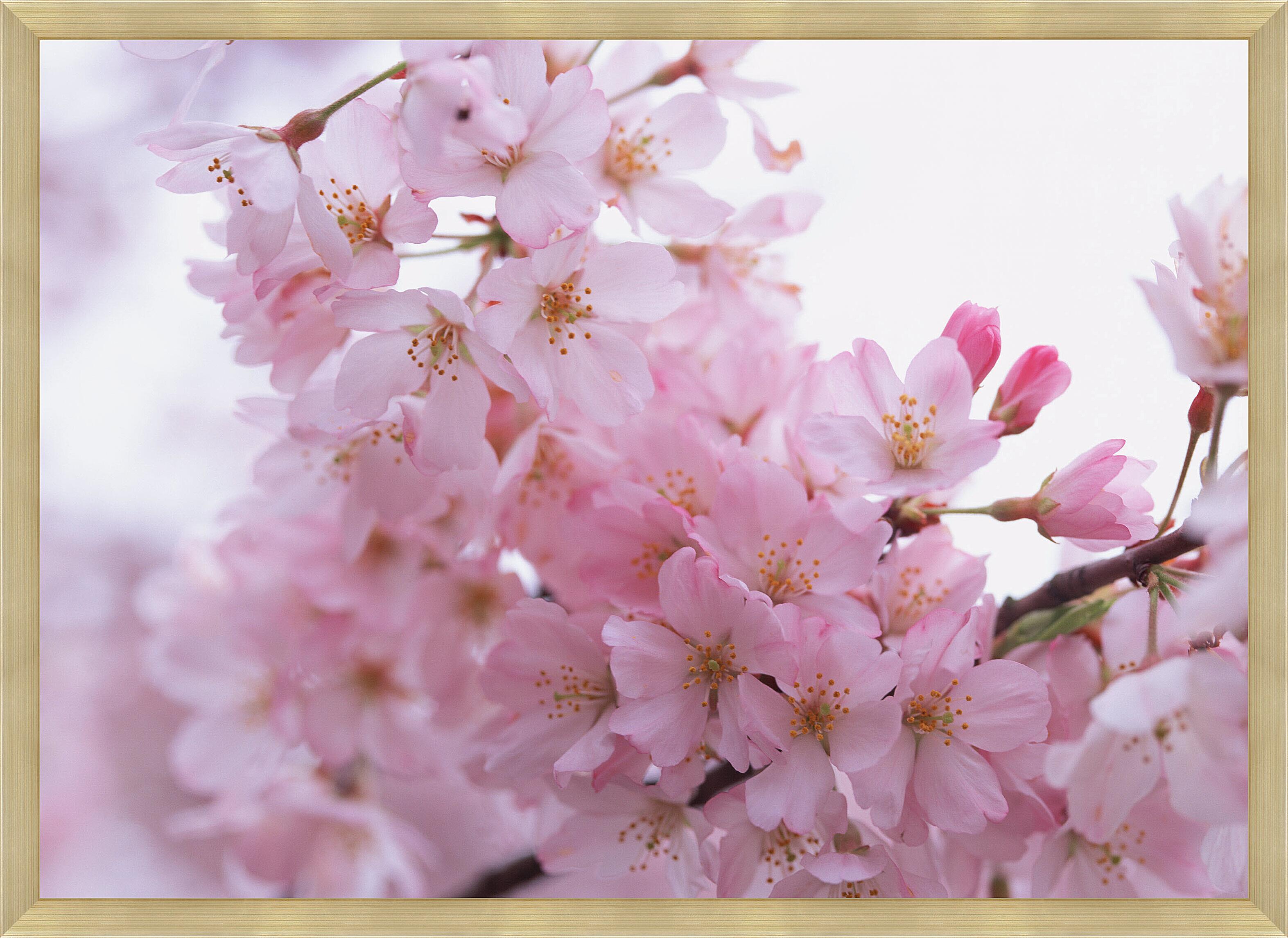 Сакура хорошее качество. Нежные весенние цветы. Розовые цветы. Цветущая вишня. Весенние обои на рабочий стол.