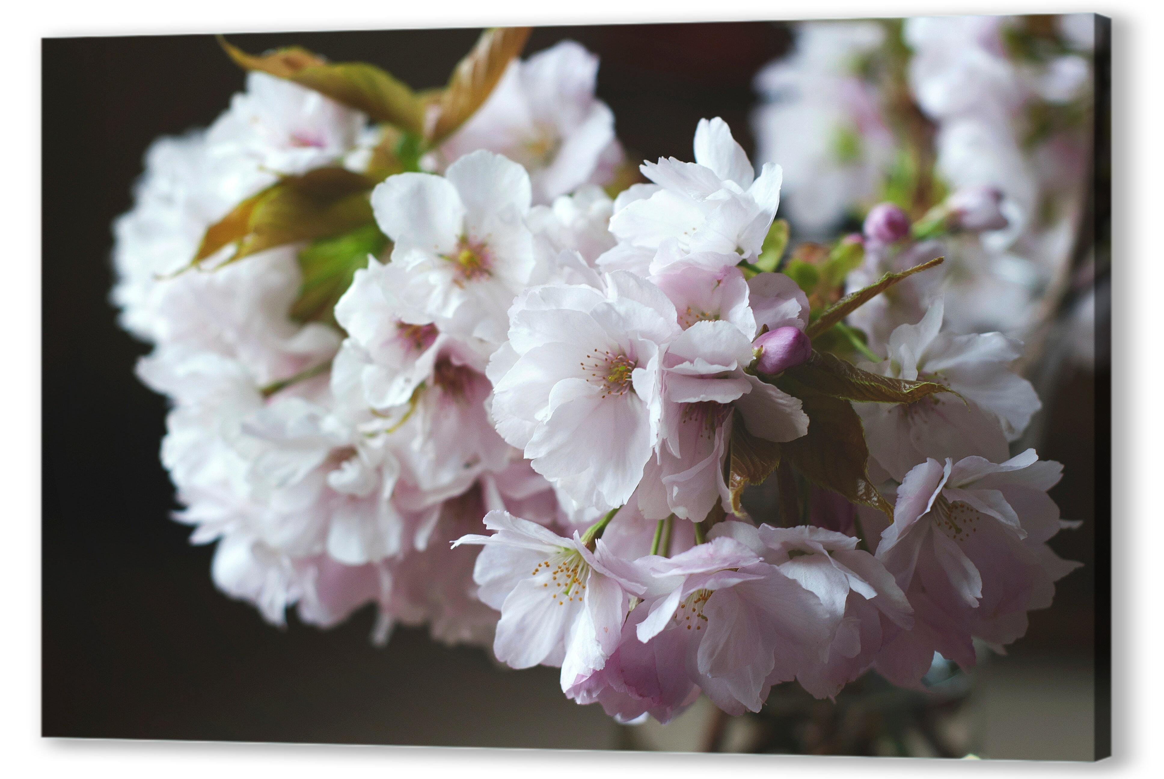 Картина маслом - Цветы сакуры 
