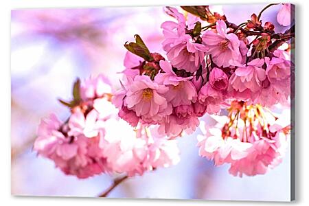 Розовые цветы сакуры