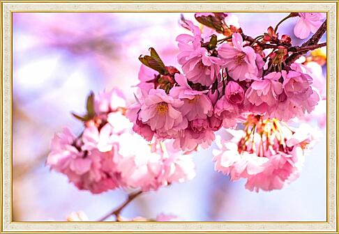 Картина - Розовые цветы сакуры