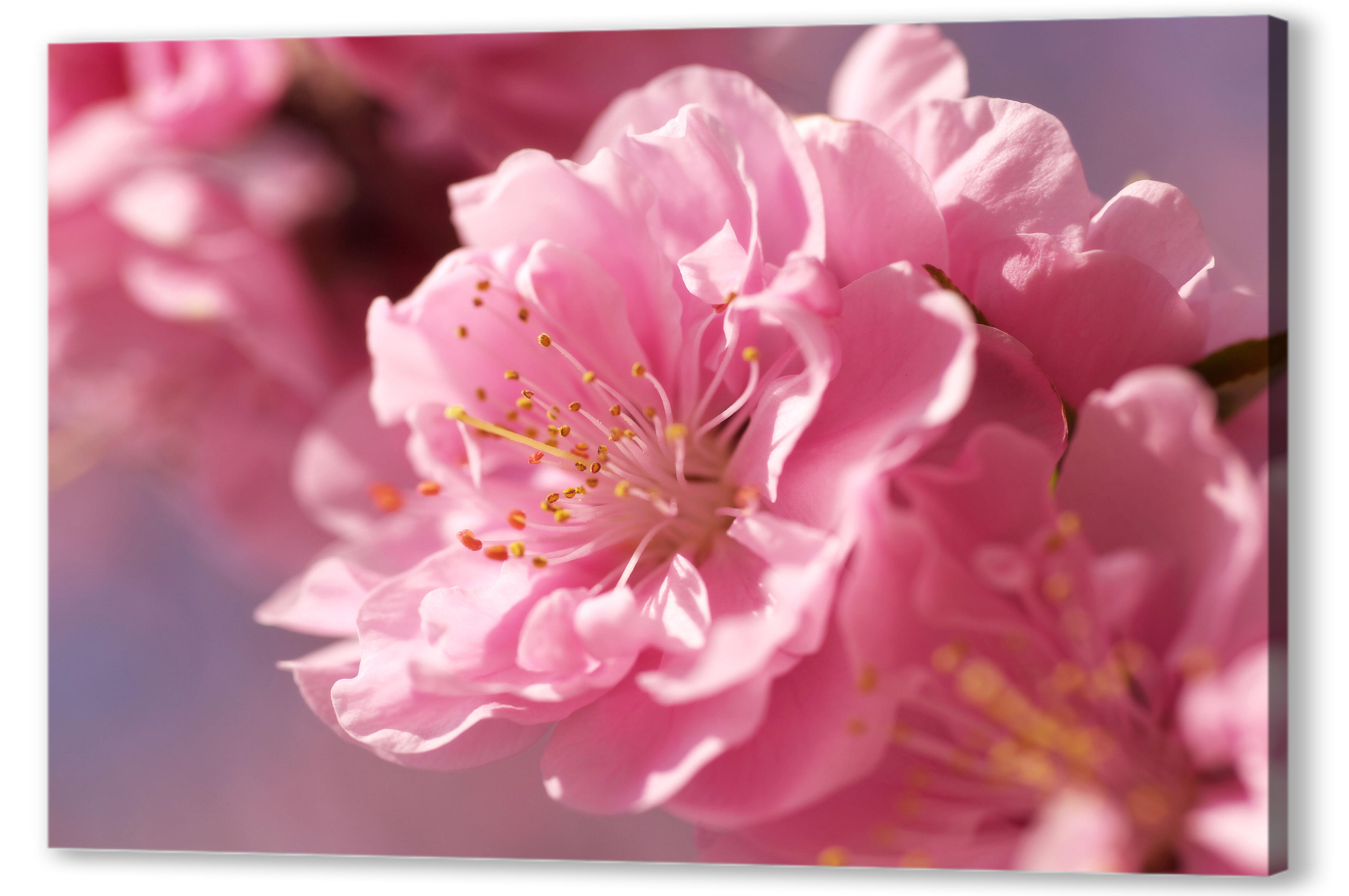 Картина маслом - Цветок сакуры 

