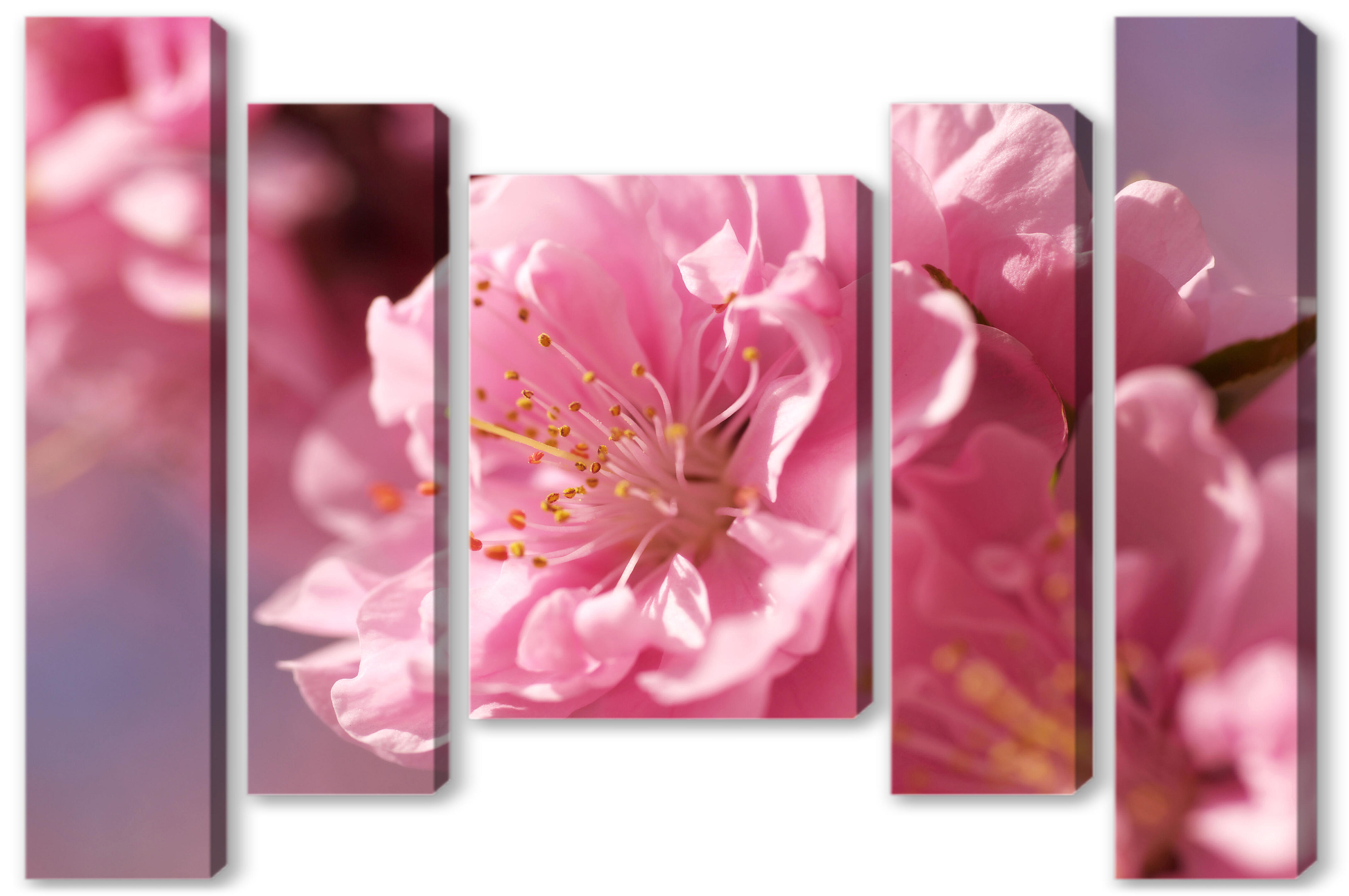 Модульная картина - Цветок сакуры 
