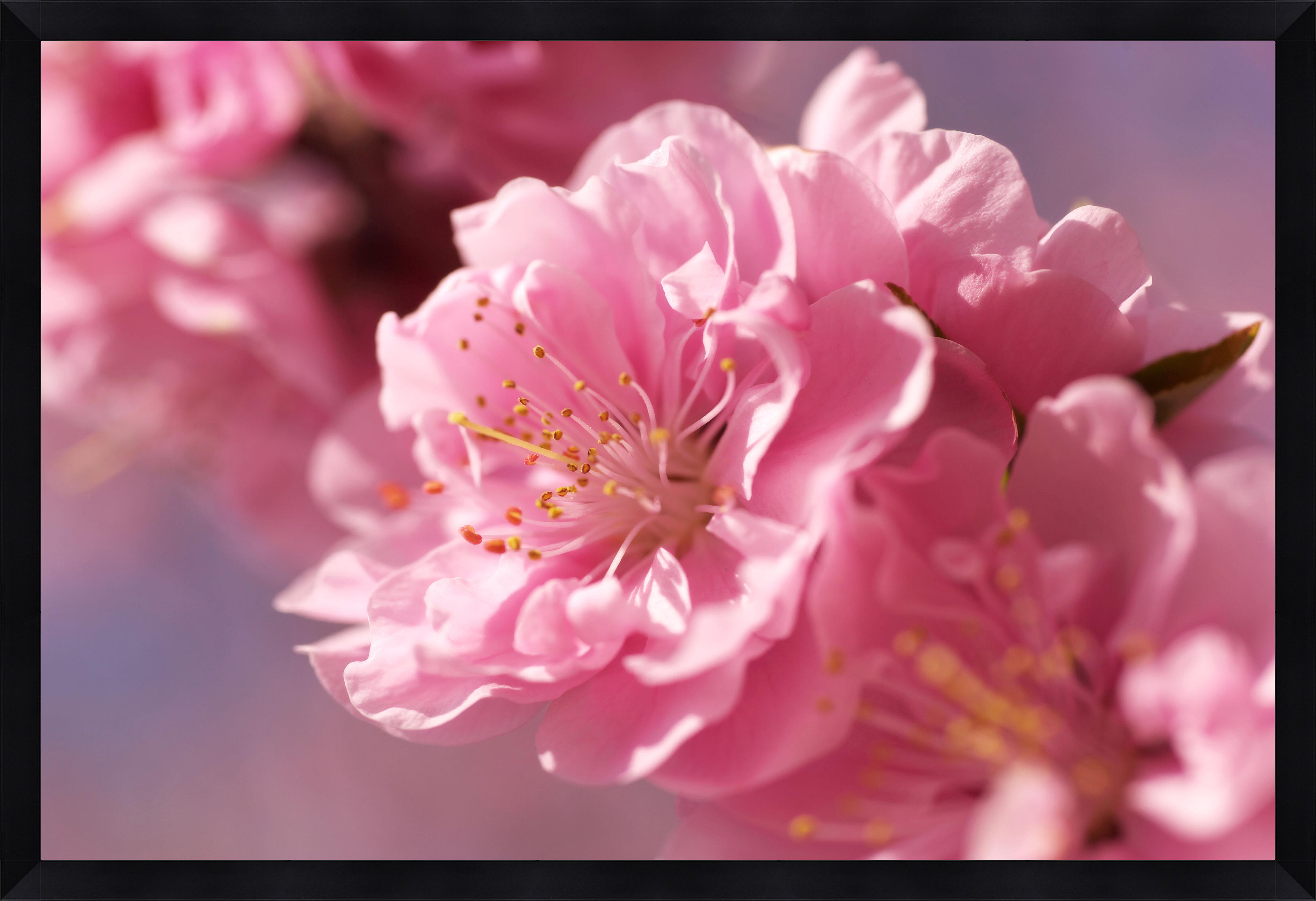 Картина - Цветок сакуры 
