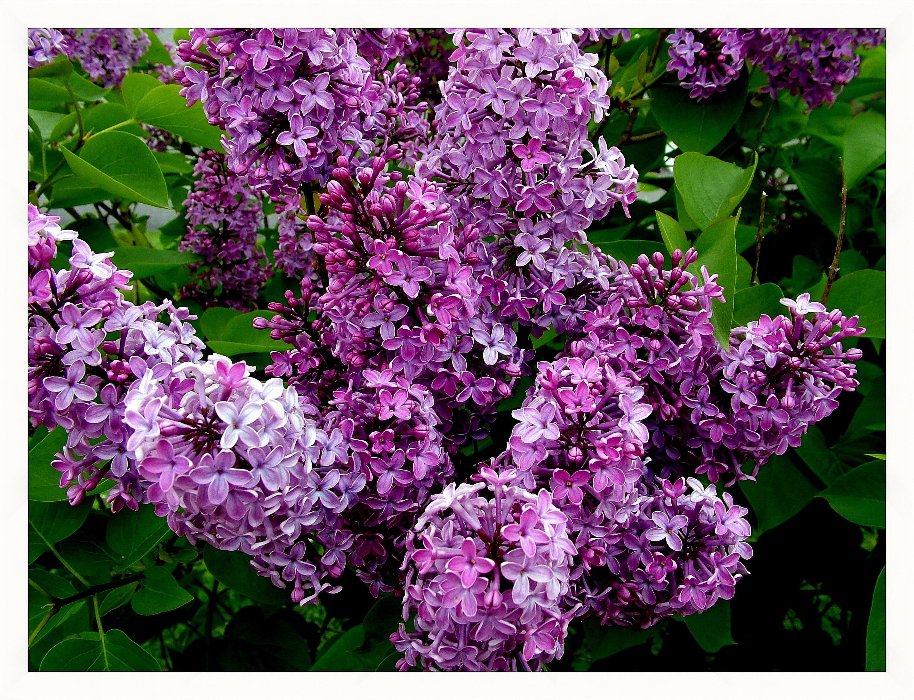 Картина - Ветка сирени 
