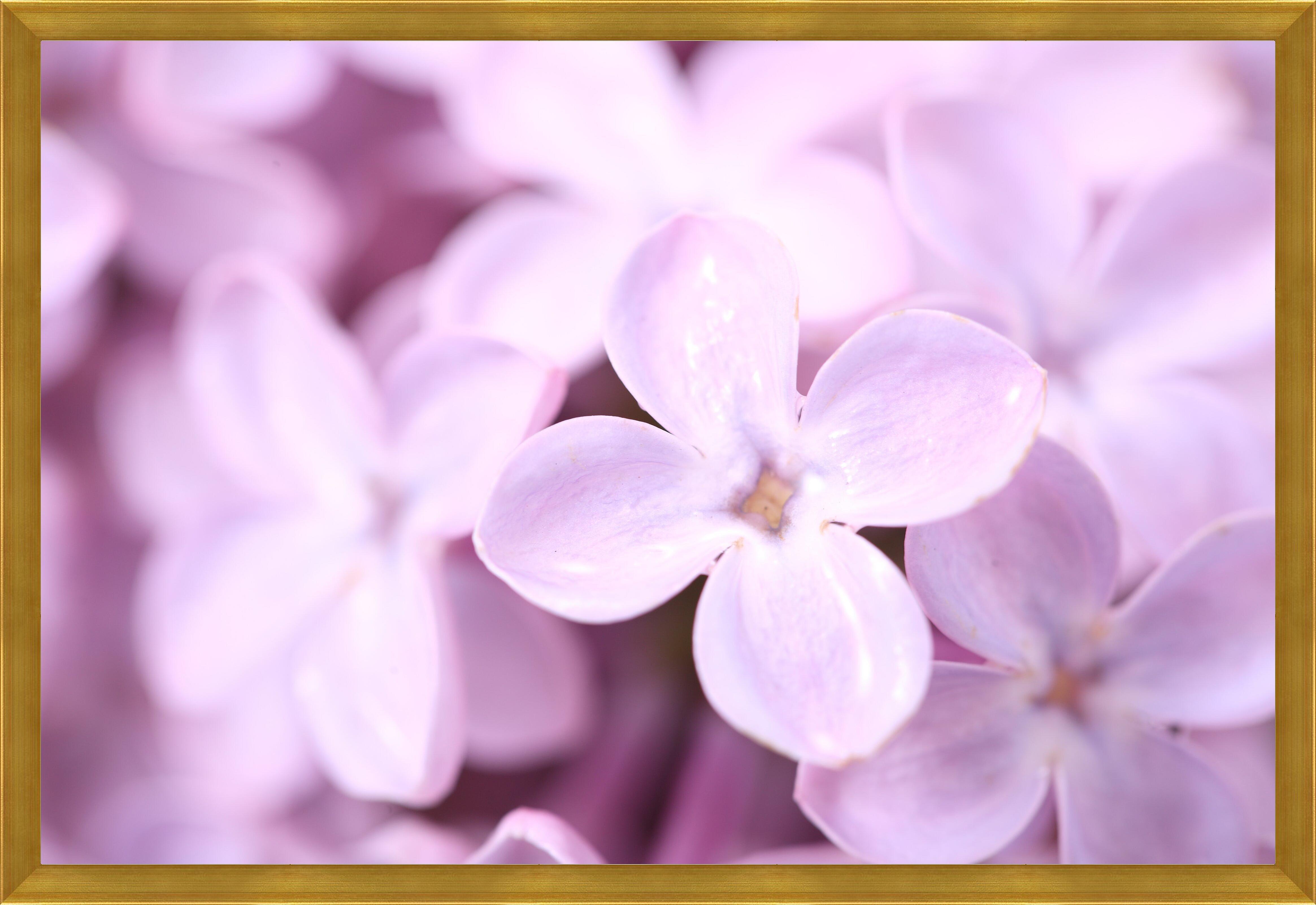 Картина - Лепестки сирени макро 
