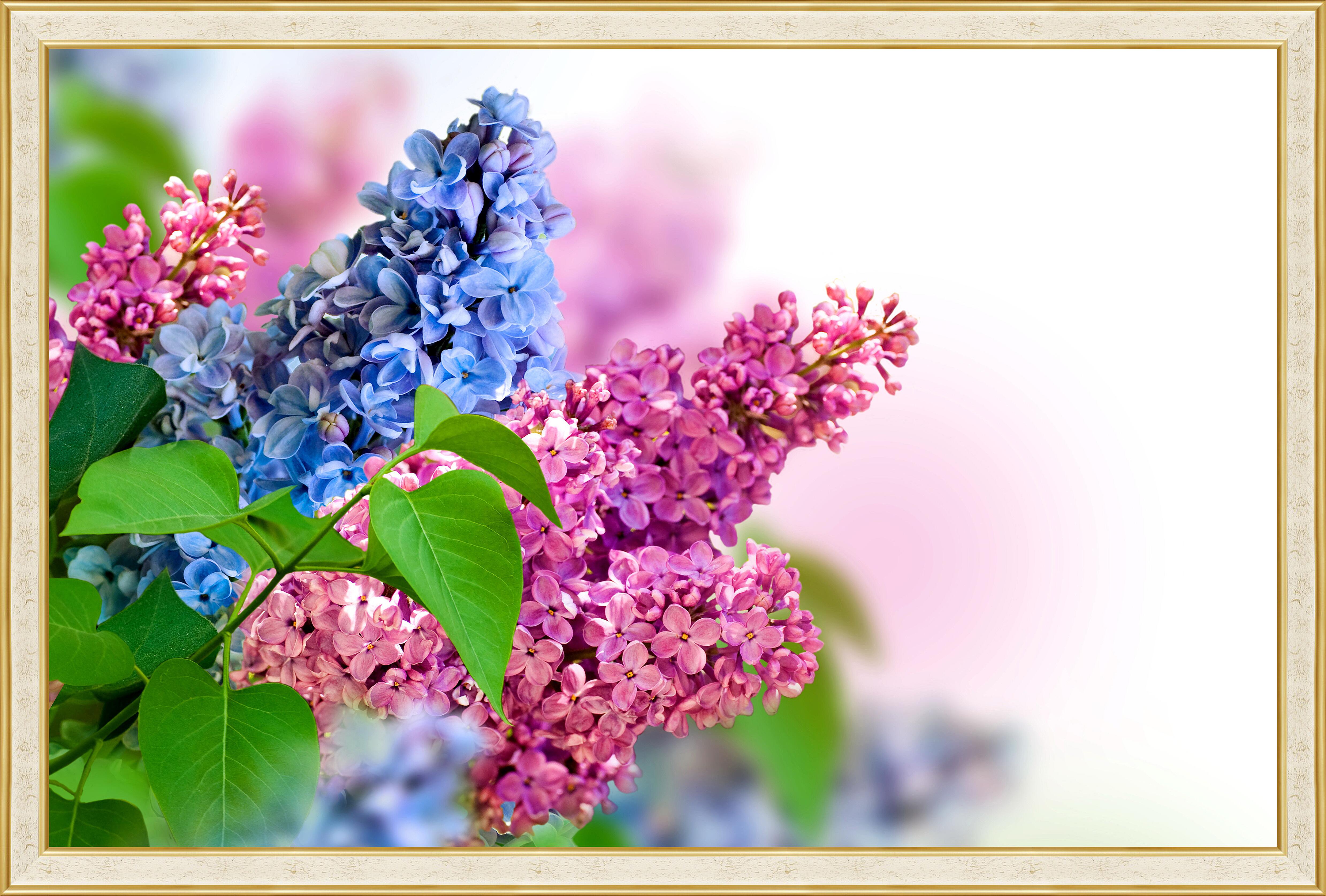 Картина - Цветная сирень 
