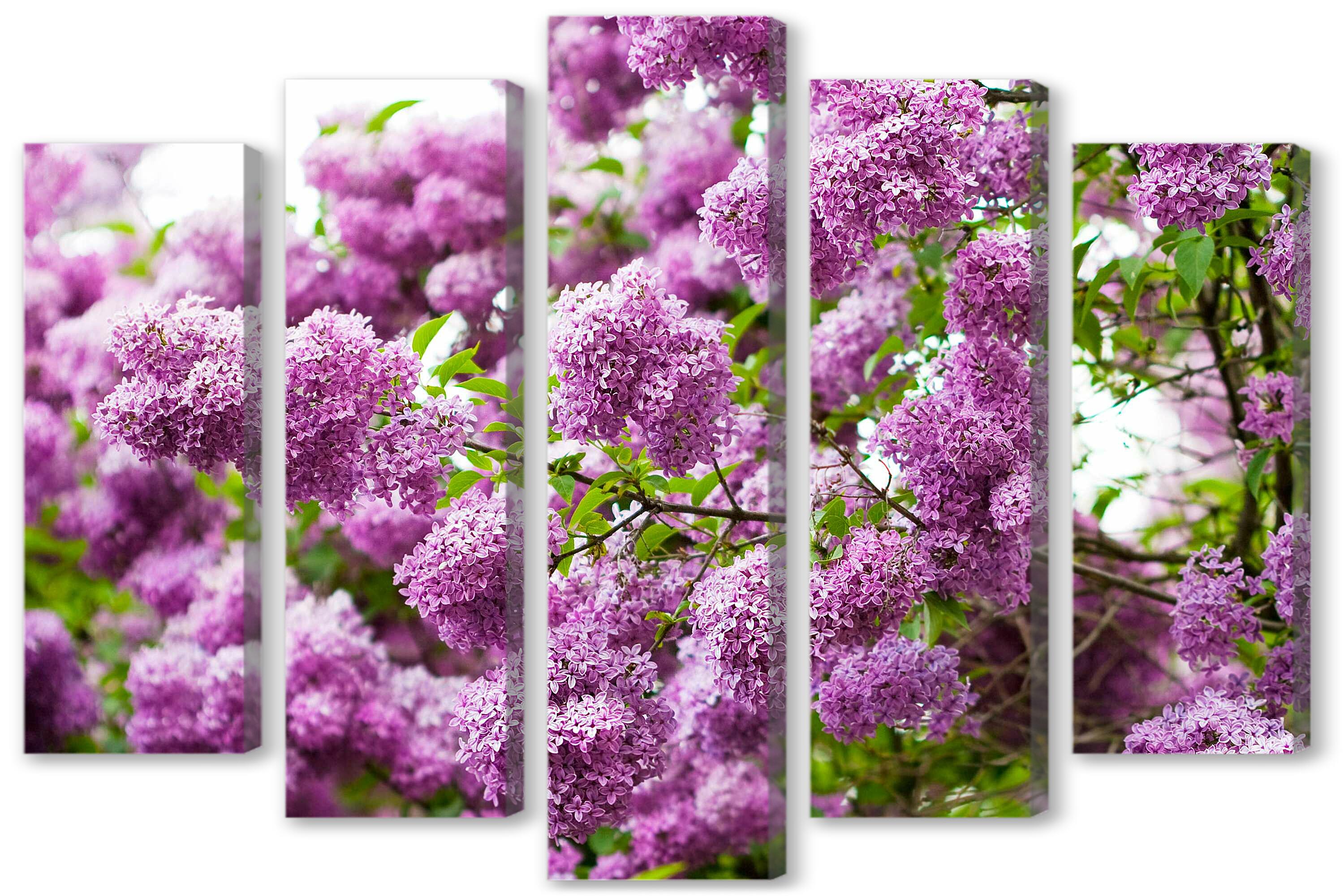 Модульная картина - Куст сирени 
