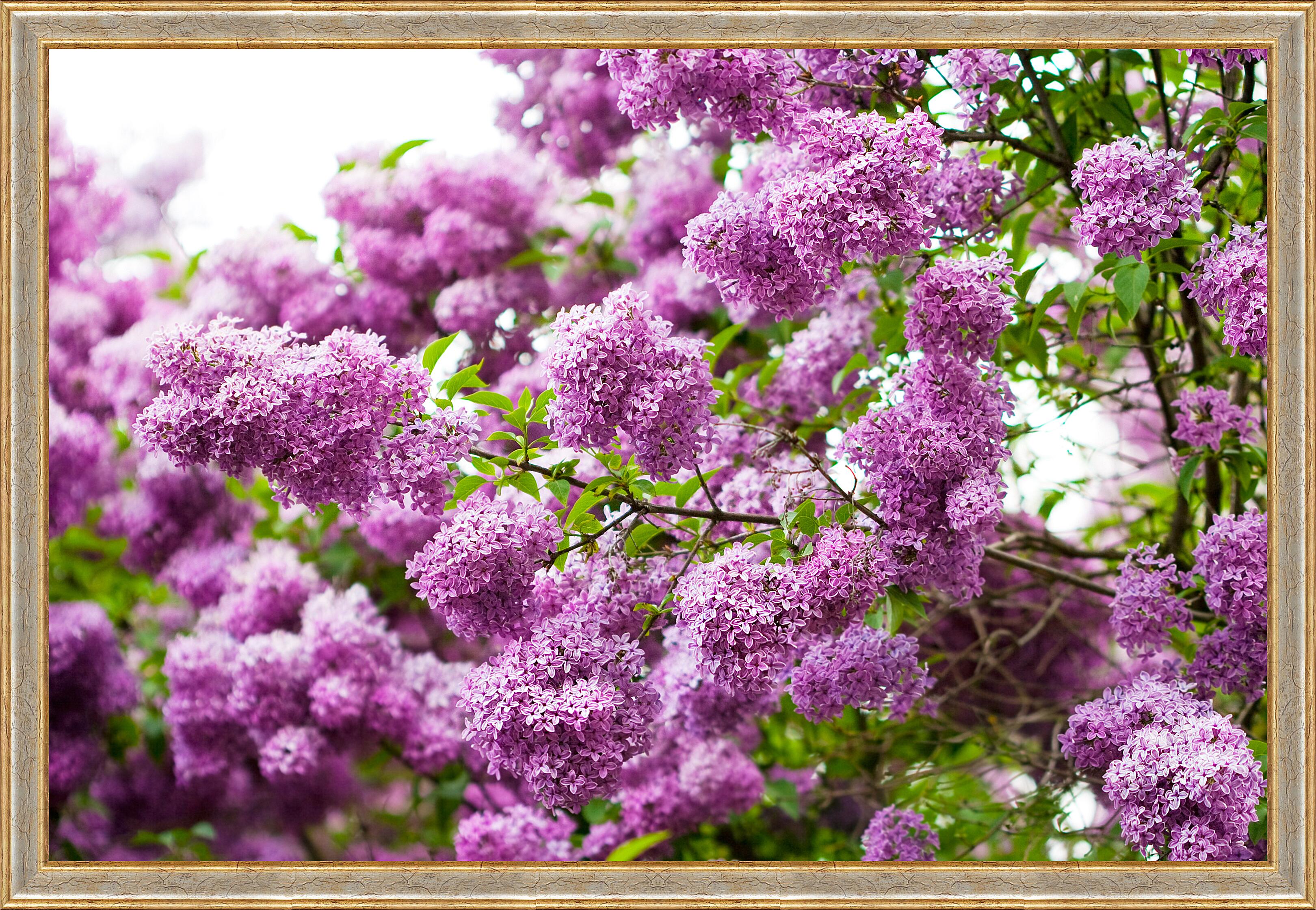 Картина - Куст сирени 
