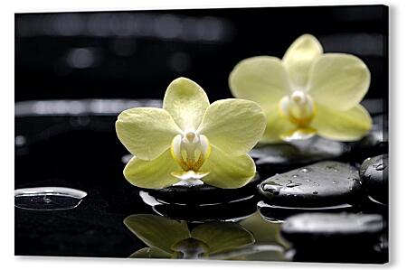 Картина маслом - Белые орхидеи