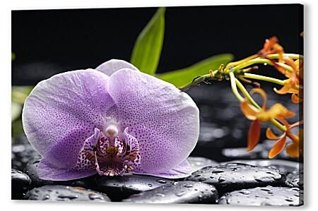 Картина маслом - Орхидея на камнях