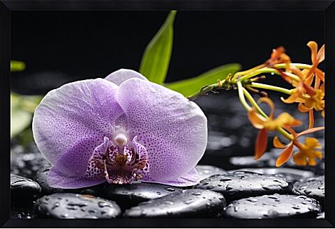 Картина - Орхидея на камнях