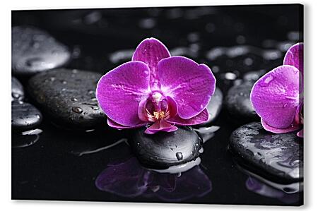 Картина маслом - Орхидеи и камни