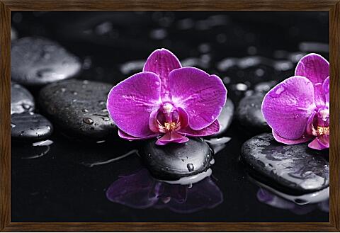 Картина - Орхидеи и камни