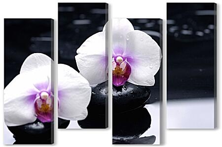 Модульная картина - Белые орхидеи на камнях