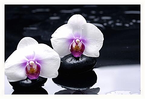 Картина - Белые орхидеи на камнях