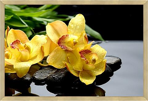 Картина - Желтые орхидеи на камнях