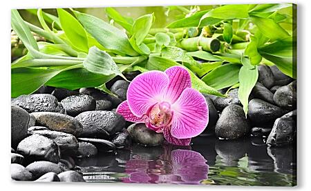 Картина маслом - Розовая орхидея и камни