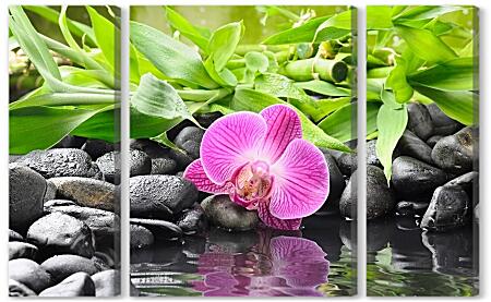 Модульная картина - Розовая орхидея и камни