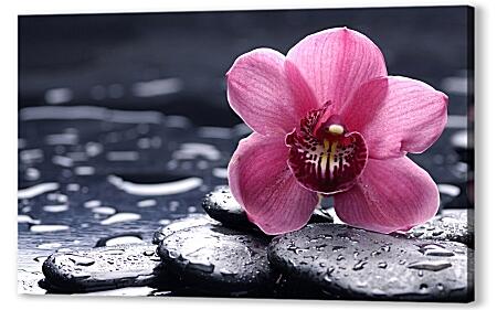 Картина маслом - Розовая орхидея на черных камнях