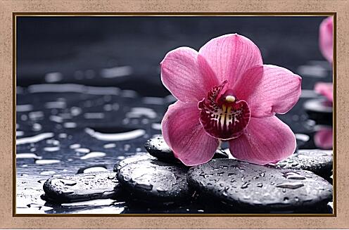 Картина - Розовая орхидея на черных камнях