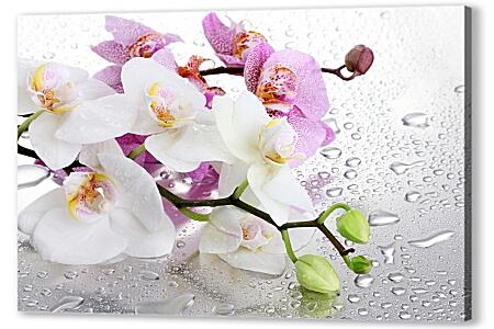 Картина маслом - Две веточки орхидеи
