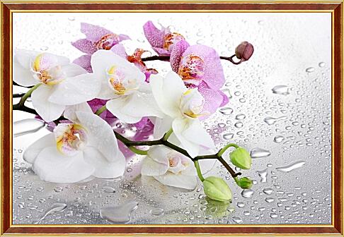 Картина - Две веточки орхидеи