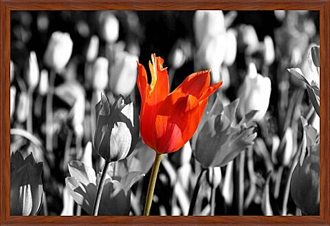 Картина - Красный тюльпан