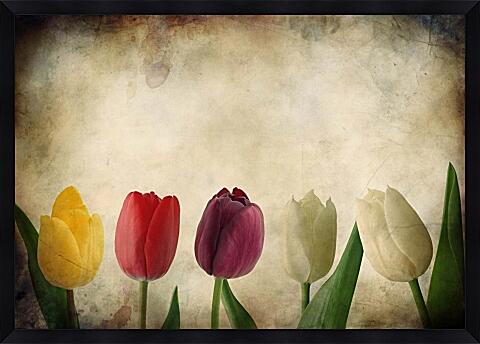 Картина - Милые тюльпаны