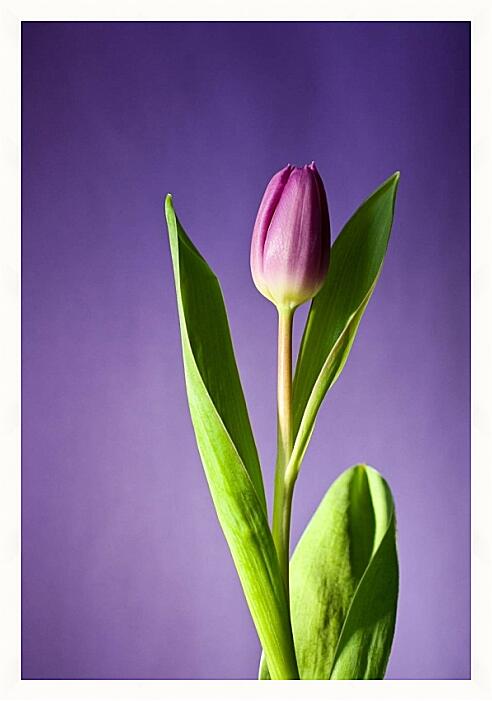 Картина - Стройный тюльпан