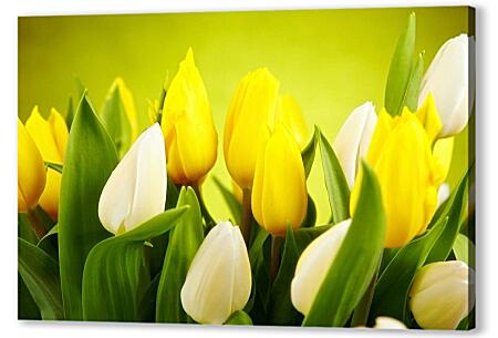 Постер (плакат) - Белые и желтые тюльпаны