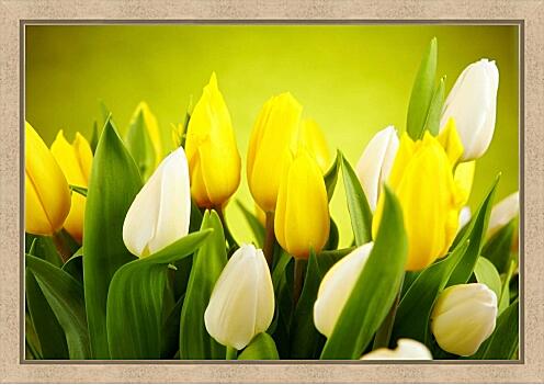 Картина - Белые и желтые тюльпаны