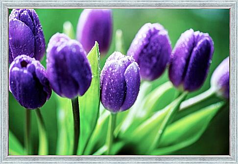 Картина - Фиолетовые тюльпаны