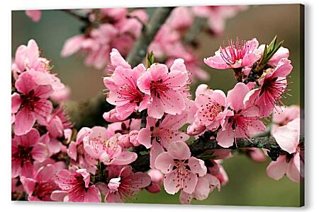 Картина маслом - Розовые цветы яблони