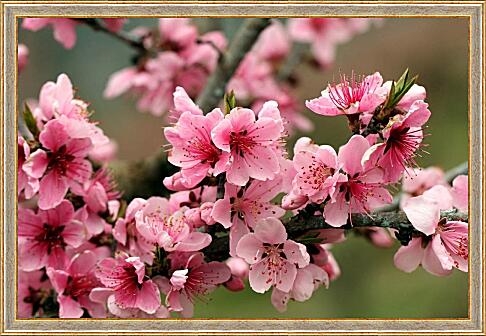 Картина - Розовые цветы яблони